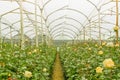 Many white roses on greenhouses, production and cultivation of flowers