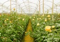 Many white roses on greenhouses, production and cultivation of flowers