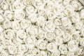 Many white roses are a top view.