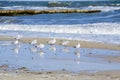 Many white sea gulls on the sandy beach of the sea shore on a sunny day.