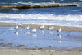 Many white sea gulls on the sandy beach of the sea shore on a sunny day.