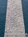 Many white seagulls resting together on a harbor\'s breakwater