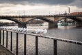 Seagulls near the Vltava river and Palacky bridge in Prague, Czech Republic Royalty Free Stock Photo