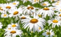 Many white shasta daisies with yellow centers blooming in field, with focus on foreground Royalty Free Stock Photo