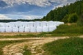 Many white silage bales lie on the field Royalty Free Stock Photo