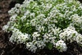 Many white small flowers Alyssum with tiny petals on small green bush blooms, grows on brown ground flower bed