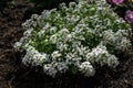 Many white small flowers Alyssum with tiny petals on small green bush blooms in summer in earthen flower bed