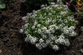 Many white small flowers Alyssum with tiny petals on small green bush blooms in summer, grows on brown ground