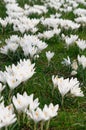Many white spring crocus flowers in green grass Royalty Free Stock Photo