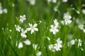 many white stellaria holostea flowers on the green grassy meadow Royalty Free Stock Photo