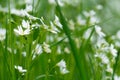 many white stellaria holostea flowers on the green grassy meadow Royalty Free Stock Photo