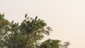 Many White storks nesting on trees Royalty Free Stock Photo