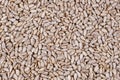 Many white sunflower seeds Royalty Free Stock Photo