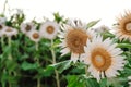 Many white sunflowers field in green leaves. Low vibrance colors