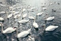 Many white swans swim in water