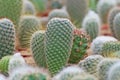 Many White thorns Cactus at cactus farm or call Eriocactus leninghausii cactus - Tropical Plant backdrop and beautiful detail Royalty Free Stock Photo