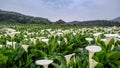 Many white tulips in plantation