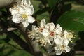 White wild cherry flowers blooming in spring Royalty Free Stock Photo