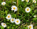 Many white wild Daisy Daisies flowers in meadow field Royalty Free Stock Photo