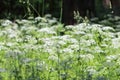 Many white wildflowers and fresh green grass in summer forest Royalty Free Stock Photo