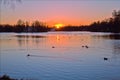 Many wild ducks swim in a large pond in the evening on the beautiful sunset background. Royalty Free Stock Photo