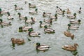 Many wild ducks swim in the winter lake. A flock of ducks in the water. A crowd of ducks floating on the wate