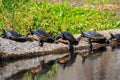 Many Wild Florida Slider Turtles