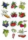 Many wild and garden berry set