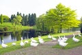 Many wild geese at a lake