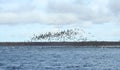 Flying goose bird over flood field, Lithuania Royalty Free Stock Photo