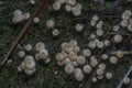 Many of the wild Panaeolus cyanescens mushrooms.