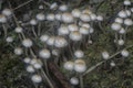 Many of the wild Panaeolus cyanescens mushrooms.