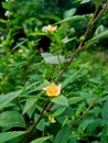 many wild plants that are easy to find in gardens