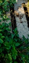 Many wild plants have started to grow on the sidelines of the road