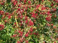 Many wild, red hawthorn berries in a hedgerow in Derbyshire, England, UK. Taken on a sunny day in autumn