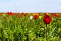 Many wild red, white and yellow tulips in green spring steppe under the blue sky Royalty Free Stock Photo