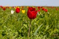 Many wild red, white and yellow tulips in green spring steppe under the blue sky Royalty Free Stock Photo