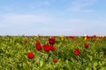 Many wild red, white and yellow tulips in green spring steppe under the blue sky Royalty Free Stock Photo