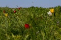 Many wild red, white and yellow tulips in green spring steppe under the blue sky Royalty Free Stock Photo