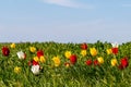 Many wild red, white and yellow tulips in green spring steppe under the blue sky in Kalmykia Royalty Free Stock Photo