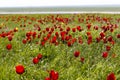 Russia. Many wild red and yellow tulips in green spring steppe under the blue sky in Kalmykia Royalty Free Stock Photo