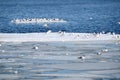 Many wild seagulls sit on an ice floes floating in cold blue water in bright sunny day horizontal view Royalty Free Stock Photo