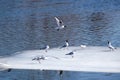 Many wild seagulls sit on an ice floes floating in cold blue water in bright sunny day horizontal view Royalty Free Stock Photo