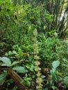 Many wild weeds are found in tropical forests