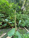 Many wild weeds are found in tropical forests