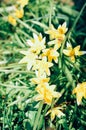 Many wild yellow small tulips growing in ukrainian park in springtime Royalty Free Stock Photo