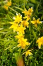 Many wild yellow small tulips growing in ukrainian park in springtime Royalty Free Stock Photo