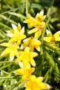 Many wild yellow small tulips growing in ukrainian park in springtime Royalty Free Stock Photo