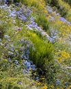 Many wildflower bloom in Colorado countryside in summer time near Crested Butte Royalty Free Stock Photo