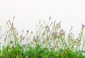 Wildflowers against the white wall